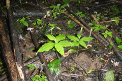 Peristylus aristatus